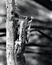 Praying mantis