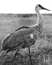 Close up of a crane who has been marked