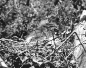 Young egret in the nest