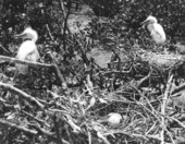 Young egrets in the nest