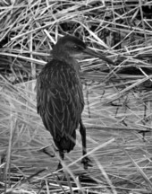 View of a Clapper Rail - Leon County, Florida