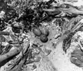 Nest and eggs of a Common Tern