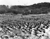Flock of Terns