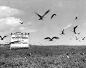 Flock of terns