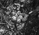 Turkey nest and eggs
