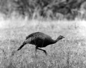 View of a wild turkey