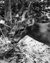 White-tailed deer who has shed its antlers