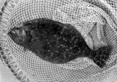 Close up of fish