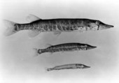 Redfin Pickerel (Esox americanus americanus).