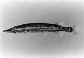 Redfin pickerel.