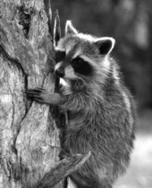 View of a raccoon