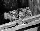 Rattlesnakes in a crate