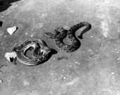 Two diamond-backed rattlesnakes