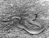 View of a rattlesnake