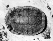 Shell of red-eared turtle