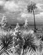 Close up view of blooming Spanish bayonet.