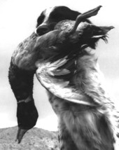 Hunting dog hold a duck in its mouth