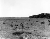 View of the wildlife management area - Fort McCoy Wildlife Management Area, Florida