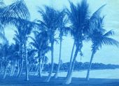 Palm trees in Lake Worth.