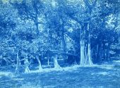 Banyan tree in Lake Worth.
