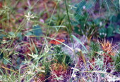 Monarch Butterfly on dune vegetation..