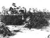 Satsuma orange grove - Saint Andrew Bay, Florida