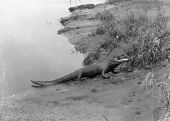 Alligator crawling up a sandy bank