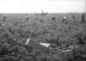 Tomato picking in an 1000 acre field of the International Fruit Corporation - Peters, Florida