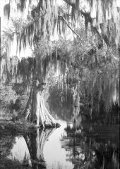 Cypress tree at the edge of Prairie Creek - Alachua County, Florida
