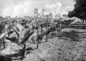 African American men working at a Washingtonian palm nursery - Venice, Florida.