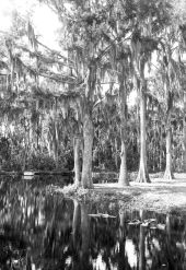 Cypress trees on the edge of the Dora Canal - Eustis Region, Florida