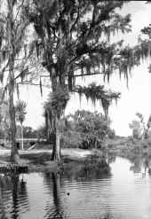 Cypress tree on the edge of the Dora Canal - Eustis Region, Florida