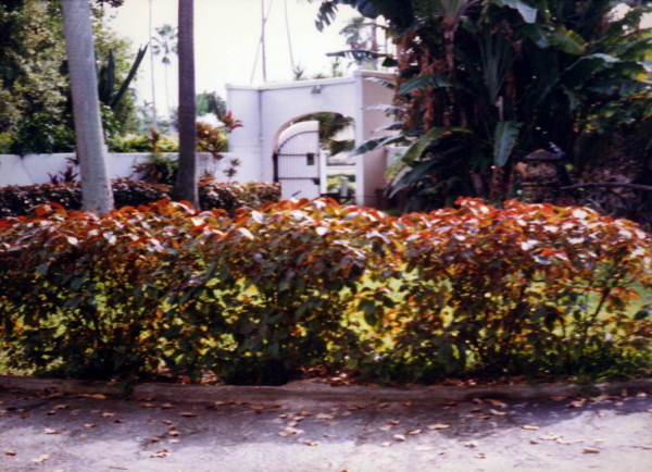 Entrance to 93 Palm Avenue - Palm Island, Miami Beach, Florida